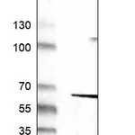 Atlas Antibodies Anti-DES Antibody