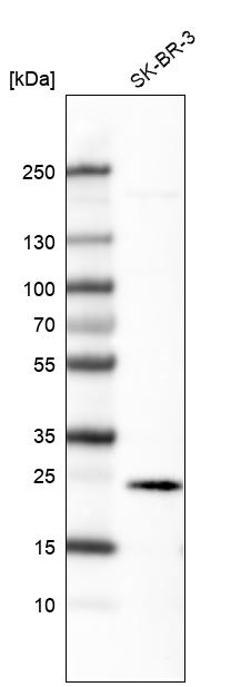 Atlas Antibodies Anti-EFNA1 Antibody