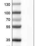 Atlas Antibodies Anti-EFNA1 Antibody