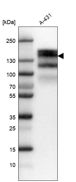 Atlas Antibodies Anti-EGFR Antibody