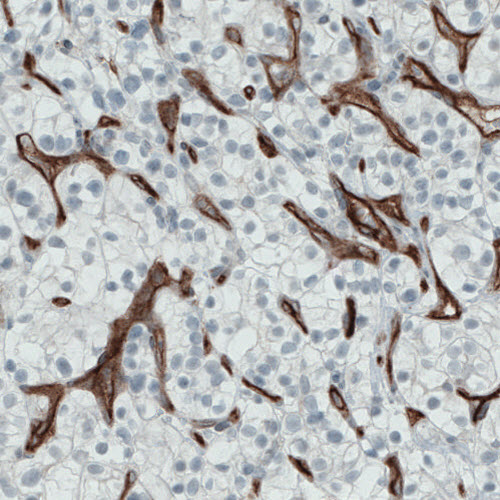 Atlas Antibodies Anti-ENG Antibody