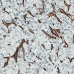 Atlas Antibodies Anti-ENG Antibody