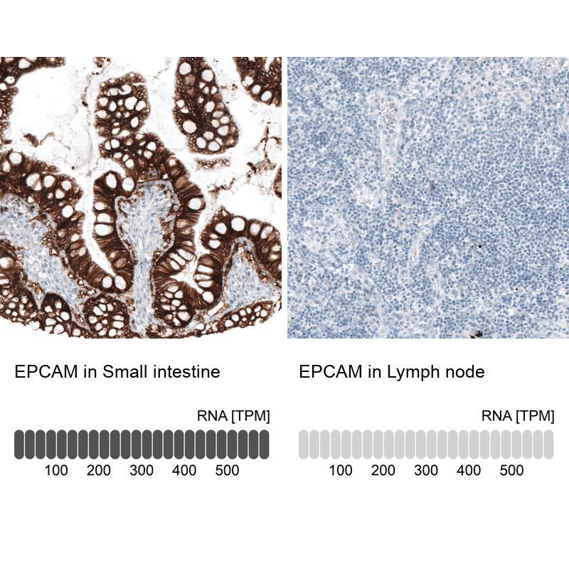 Atlas Antibodies Anti-EPCAM Antibody