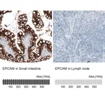 Atlas Antibodies Anti-EPCAM Antibody