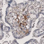Atlas Antibodies Anti-F3 Antibody