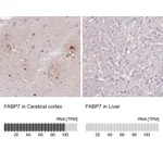 Atlas Antibodies Anti-FABP7 Antibody