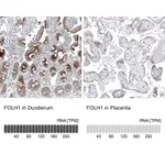 Atlas Antibodies Anti-FOLH1 Antibody
