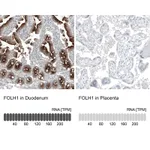 Atlas Antibodies Anti-FOLH1 Antibody