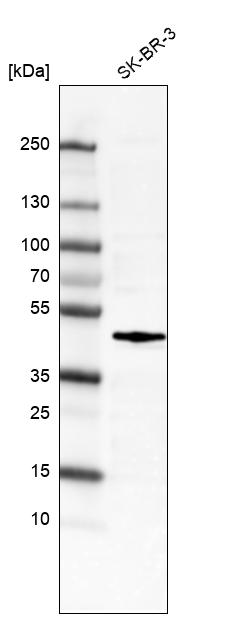 Atlas Antibodies Anti-FOS Antibody
