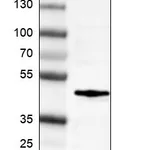 Atlas Antibodies Anti-FOS Antibody