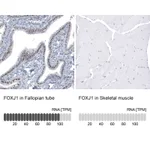 Atlas Antibodies Anti-FOXJ1 Antibody