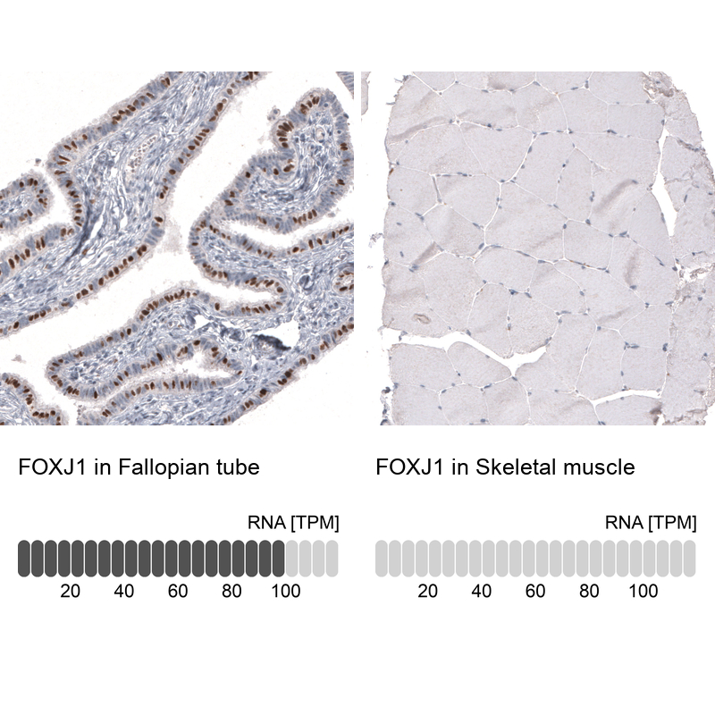 Atlas Antibodies Anti-FOXJ1 Antibody