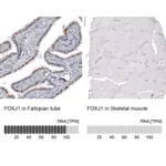 Atlas Antibodies Anti-FOXJ1 Antibody