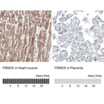 Atlas Antibodies Anti-FRMD5 Antibody
