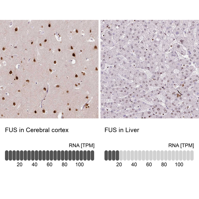 Atlas Antibodies Anti-FUS Antibody