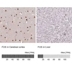Atlas Antibodies Anti-FUS Antibody