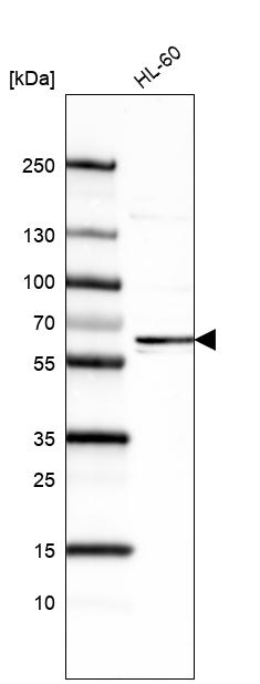 Atlas Antibodies Anti-FUT4 Antibody