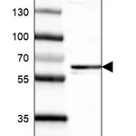 Atlas Antibodies Anti-FUT4 Antibody