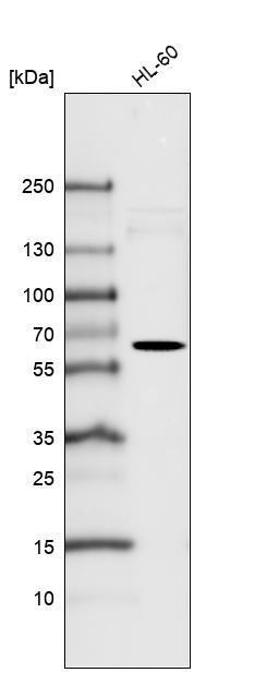 Atlas Antibodies Anti-FUT4 Antibody