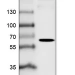 Atlas Antibodies Anti-FUT4 Antibody