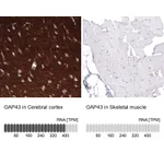 Atlas Antibodies Anti-GAP43 Antibody