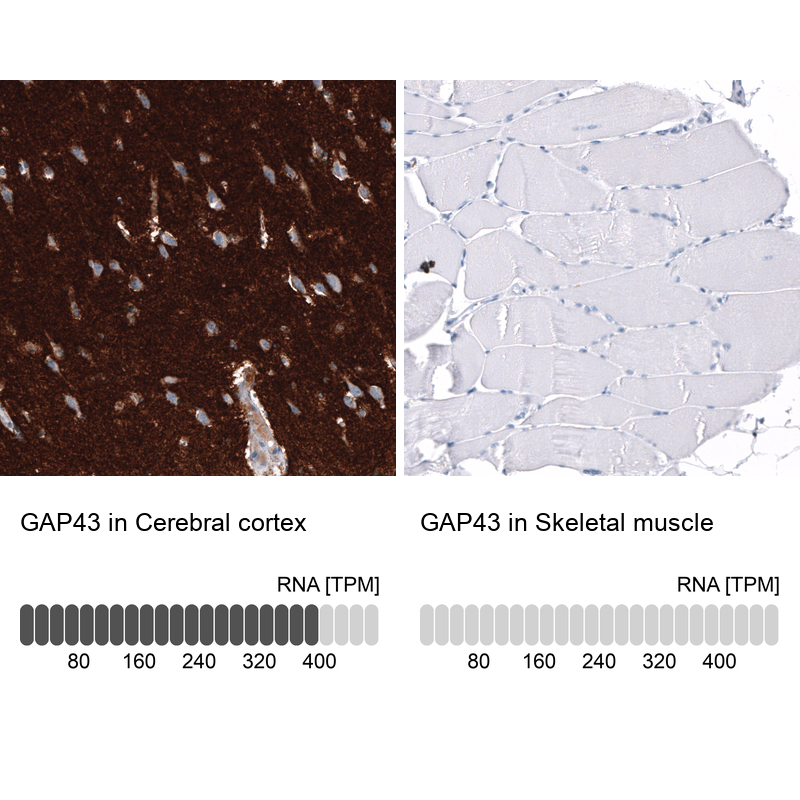 Atlas Antibodies Anti-GAP43 Antibody