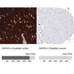 Atlas Antibodies Anti-GAP43 Antibody