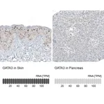 Atlas Antibodies Anti-GATA3 Antibody