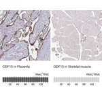 Atlas Antibodies Anti-GDF15 Antibody