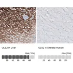 Atlas Antibodies Anti-GLS2 Antibody