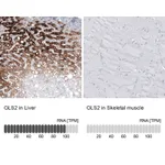 Atlas Antibodies Anti-GLS2 Antibody