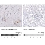 Atlas Antibodies Anti-GPR17 Antibody
