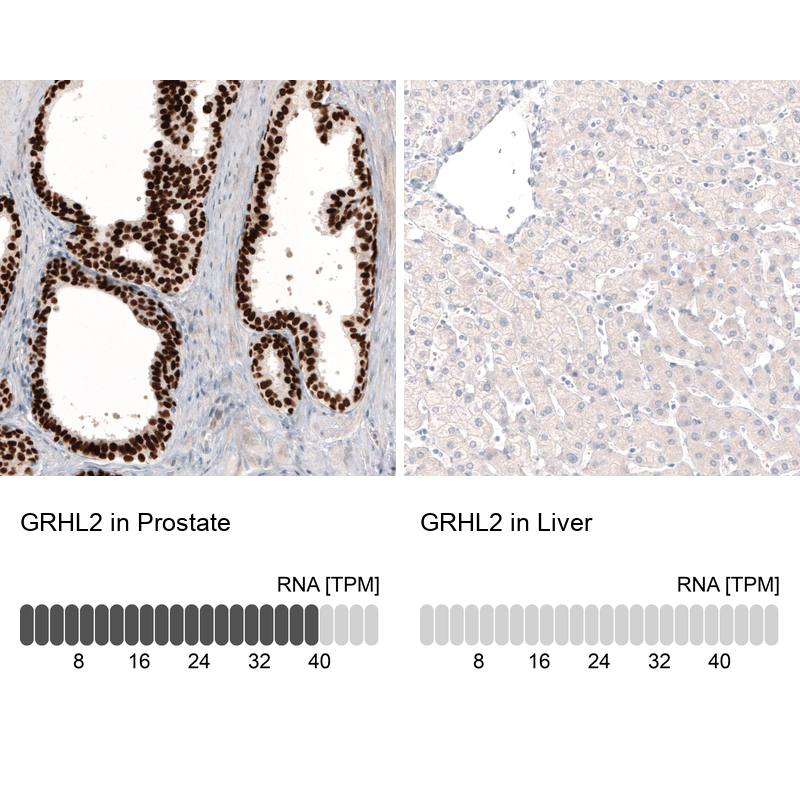 Atlas Antibodies Anti-GRHL2 Antibody