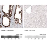 Atlas Antibodies Anti-GRHL2 Antibody