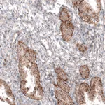 Atlas Antibodies Anti-GRN Antibody