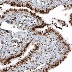 Atlas Antibodies Anti-HIST1H2BC Antibody