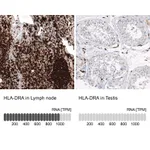 Atlas Antibodies Anti-HLA-DRA Antibody