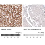Atlas Antibodies Anti-HMGCR Antibody