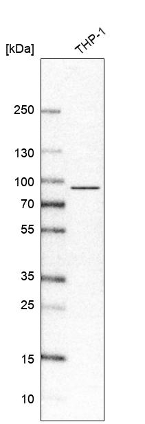 Atlas Antibodies Anti-IL17RA Antibody