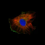 Atlas Antibodies Anti-IL7 Antibody