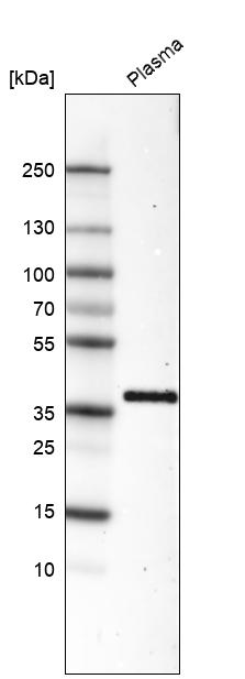 Atlas Antibodies Anti-INHBC Antibody