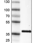 Atlas Antibodies Anti-INHBC Antibody