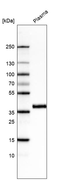 Atlas Antibodies Anti-INHBC Antibody