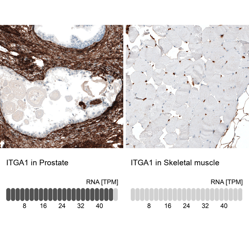 Atlas Antibodies Anti-ITGA1 Antibody