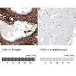 Atlas Antibodies Anti-ITGA1 Antibody
