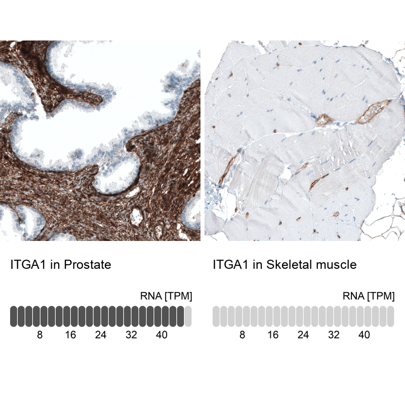 Atlas Antibodies Anti-ITGA1 Antibody