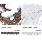 Atlas Antibodies Anti-ITGA1 Antibody