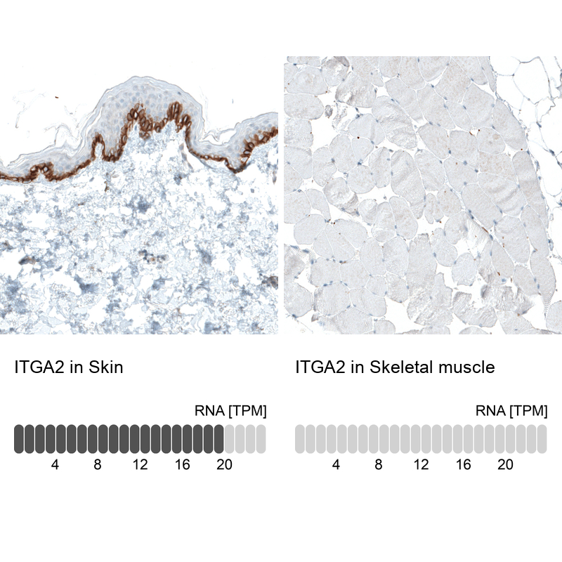 Atlas Antibodies Anti-ITGA2 Antibody