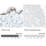 Atlas Antibodies Anti-ITGA2 Antibody