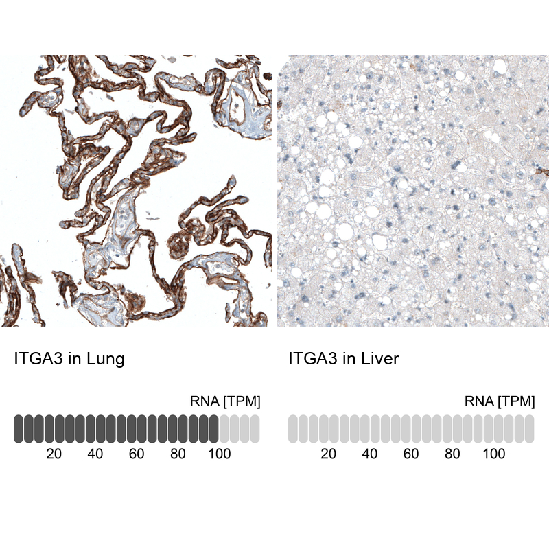 Atlas Antibodies Anti-ITGA3 Antibody